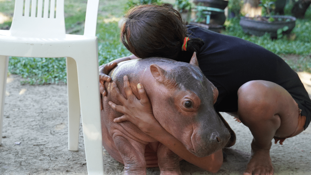 Colombia | El problema sigue creciendo: Traficantes ilegales venden los hipopótamos introducidos por Pablo Escobar