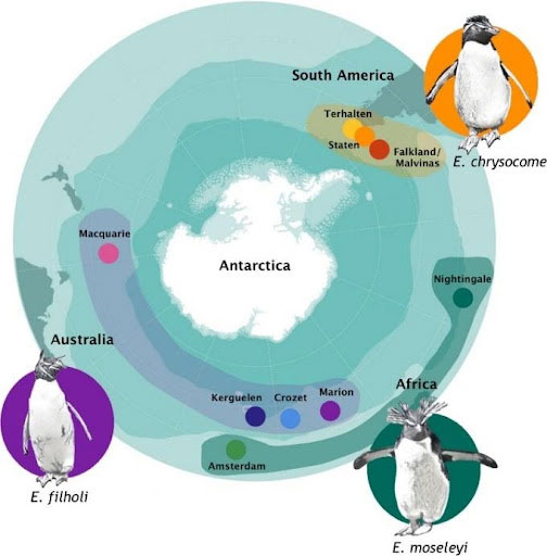 gráfica pingüinos rockhopper ©Instituto de Ecología y Biodiversidad