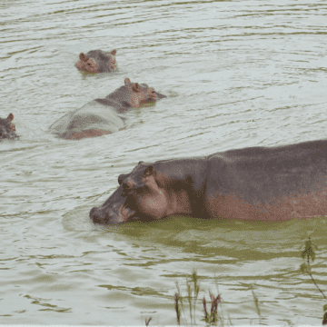 ENTREVISTA: “Espero que en 2022 el gobierno declare al hipopótamo como especie invasora en Colombia”: bióloga Nataly Castelblanco