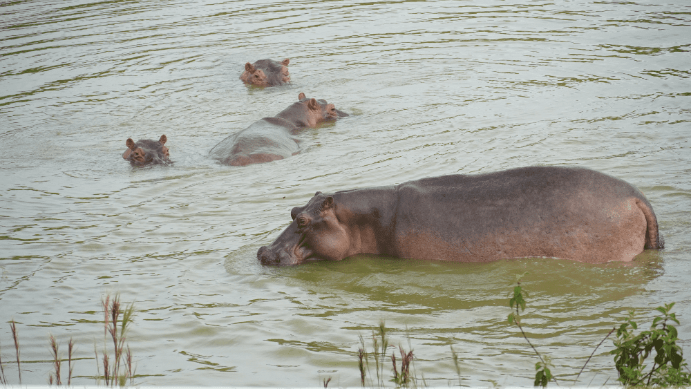 ENTREVISTA: “Espero que en 2022 el gobierno declare al hipopótamo como especie invasora en Colombia”: bióloga Nataly Castelblanco