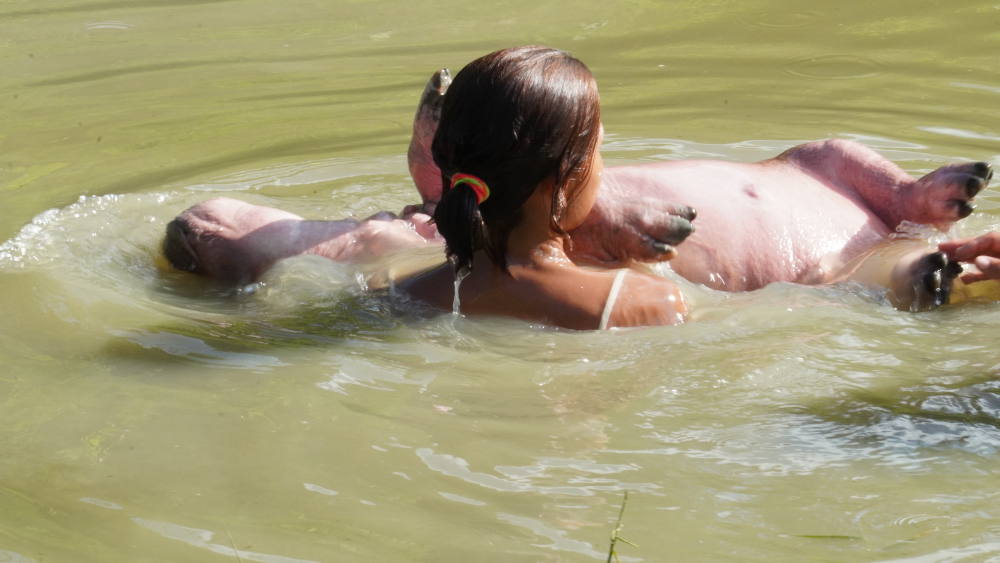 La cría se pierde en la profundidad del agua y luego vuelve a salir. Humana y animal se persiguen y se abrazan. Foto: Diana María Pachón.