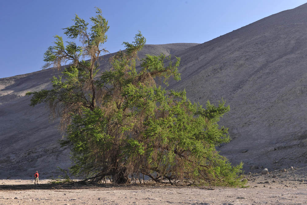 El Prosopis tamarugo es un árbol de la familia de las leguminosas, endémico del norte de Chile ©Guy Wenborne