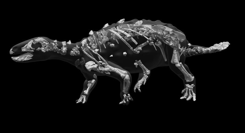 Elementos esqueléticos preservados de Stegouros ensamblados a partir de tomografías computarizadas de todos los huesos © Francisco Hueichaleo