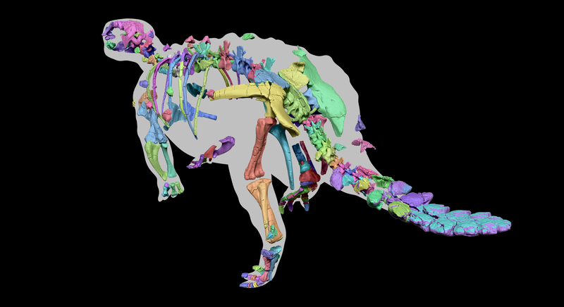 Elementos esqueléticos preservados de Stegouros ensamblados a partir de tomografías computarizadas de todos los huesos colores © Francisco Hueichaleo
