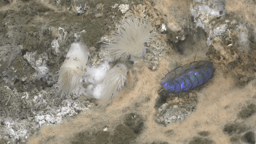 México: Gusanos azul brillante, crustáceos y moluscos: Científicos descubren seis nuevas especies marinas
