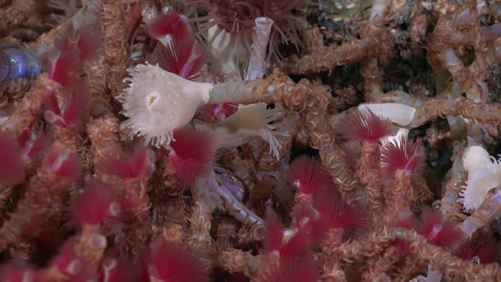 Documentado en una inmersión exploratoria a una presunta característica hidrotermal detectada durante estudios de mapeo del fondo marino que se encuentran a medio camino (~ 650 m) entre Auka y los campos de ventilación JaichMaa ‘ja’ag, Dive 473. Crédito: © SOI