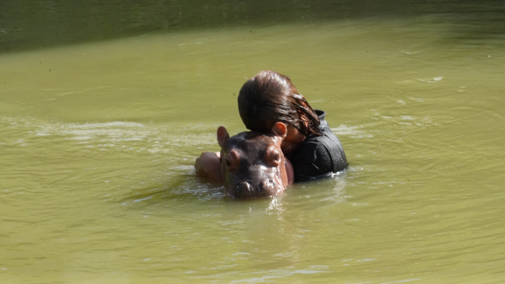 La hija del traficante y la pequeña hembra de hipopótamo pasan largas jornadas de baño en un lago cercano a la casa. Foto: Diana María Pachón.
