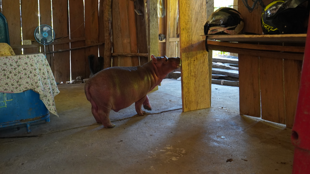 La cría se pasea dentro de la casa del traficante como si fuera una mascota más. Foto: Diana María Pachón.
