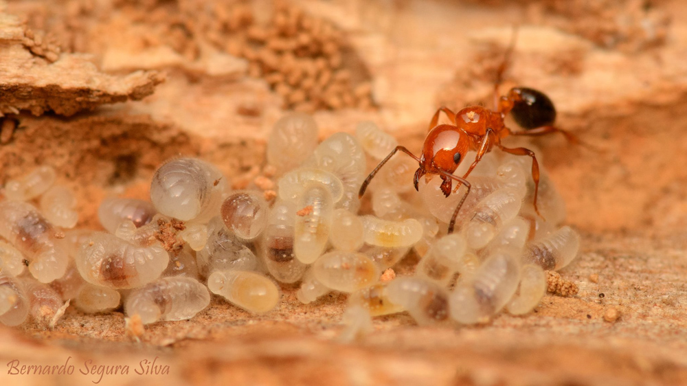Hormiga del género Monomorium ©Bernardo Segura