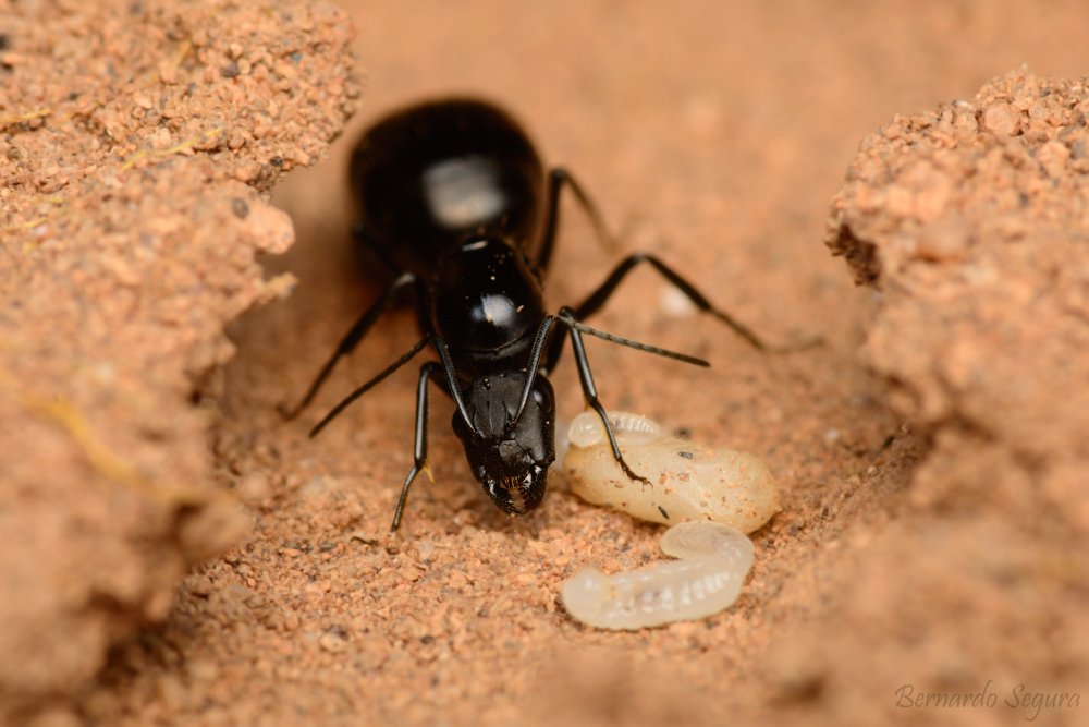 Hormiga reina del género Camponotus ©Bernardo Segura