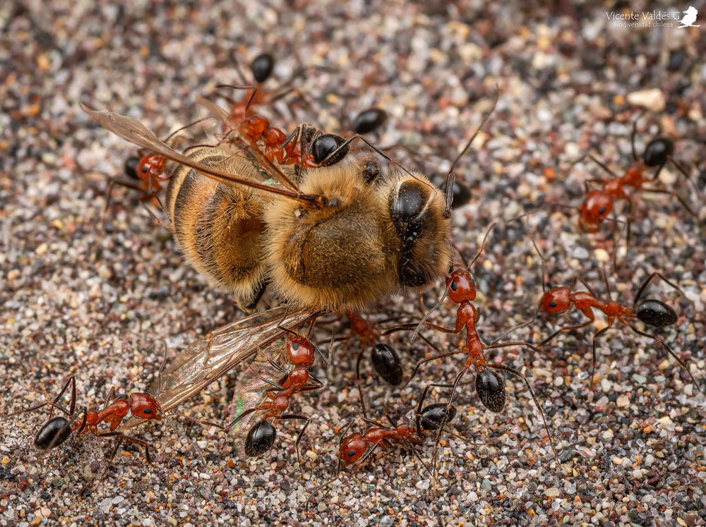 Hormigas actuando en grupo ©Vicente Valdés Guzmán