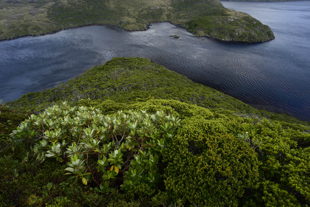 Islas Pan de Azúcar y Crosslet en el golfo tres montes – Bosques subantárticos ©Guy Wenborne
