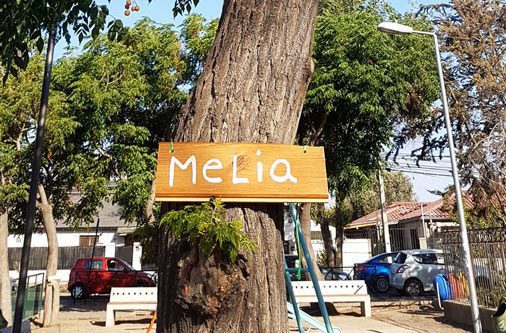 La historia detrás de los carteles con nombres de árboles en San Miguel