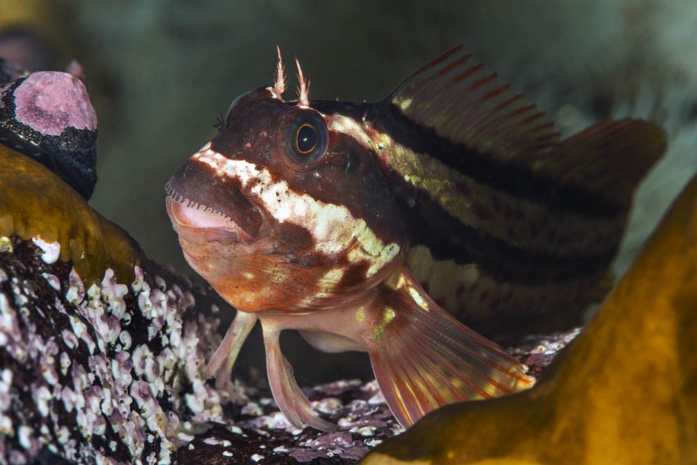 Oceana l Eduardo Sorensen l Pisagua