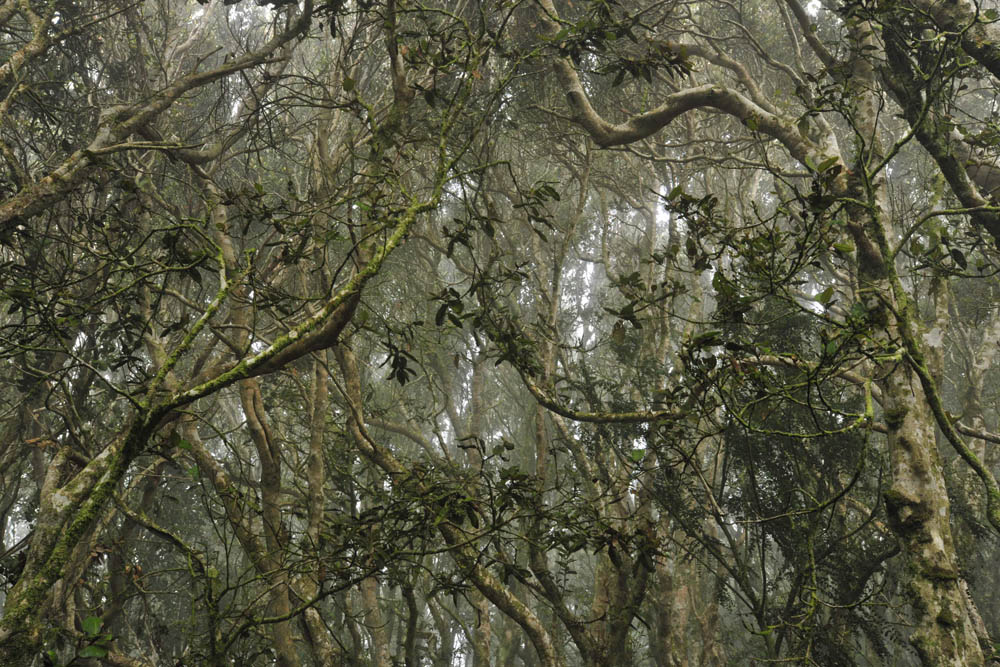 Olivillos en Fray Jorge, bosques singulares ©Guy Wenborne
