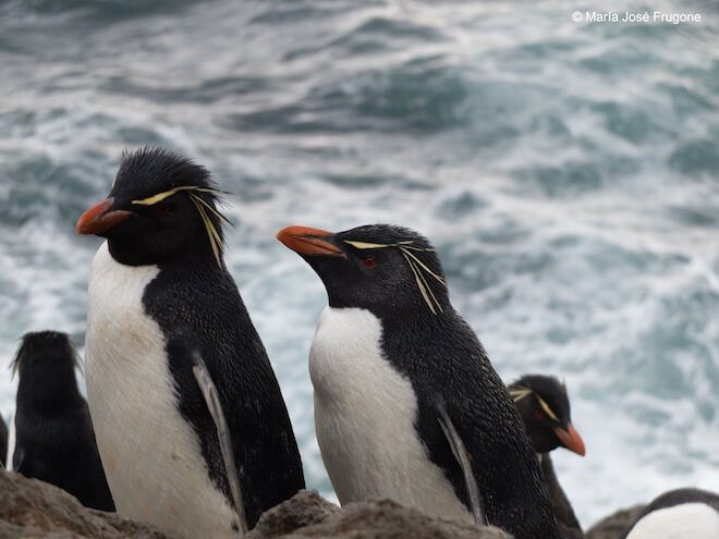 Físicamente parecidos, genéticamente muy diferentes: Nueva investigación reafirma la existencia de tres  especies de pingüinos de penacho amarillo