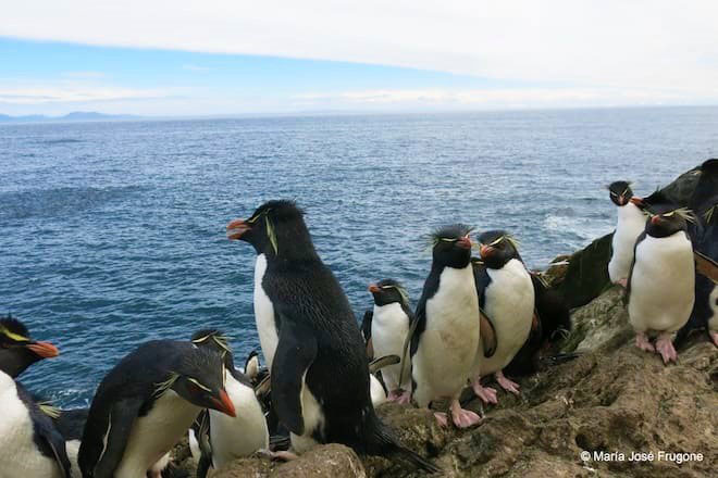 Pingüinos crestados. ©María José Frugone