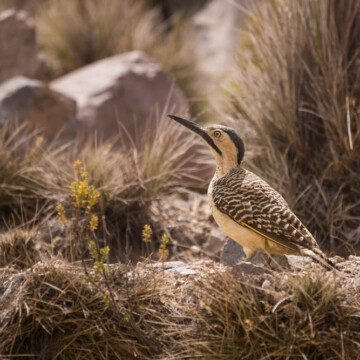 Un viaje de observación de aves a la Región de Arica y Parinacota
