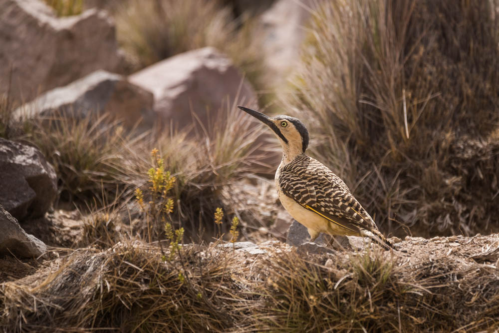 Un viaje de observación de aves a la Región de Arica y Parinacota
