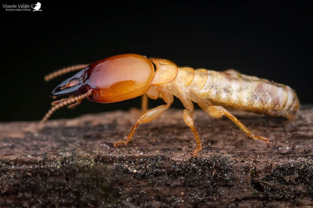 Las termitas son importantes descomponedoras. Termita de madera húmeda (Porotermes quadricollis), nativa de Chile ©Vicente Valdés Guzmán