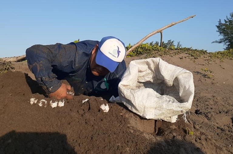 Ricardo Yépez resguarda los huevos de un nido encontrado en las playas de El Raudal. Foto: Cortesía Fundación Yepez.