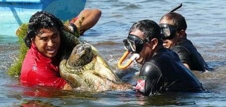 Rescate de una tortuga marina encontrada flotando enredada en una red de pesca. Foto: cortesía Fundación Yepez.