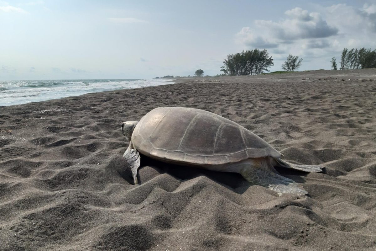 Una tortuga adulta se dirige a la costa después de anidar en El Raudal. Foto: cortesía Fundación Yepez.