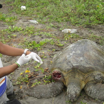 La historia de la familia que está salvando a las tortugas del Golfo de México