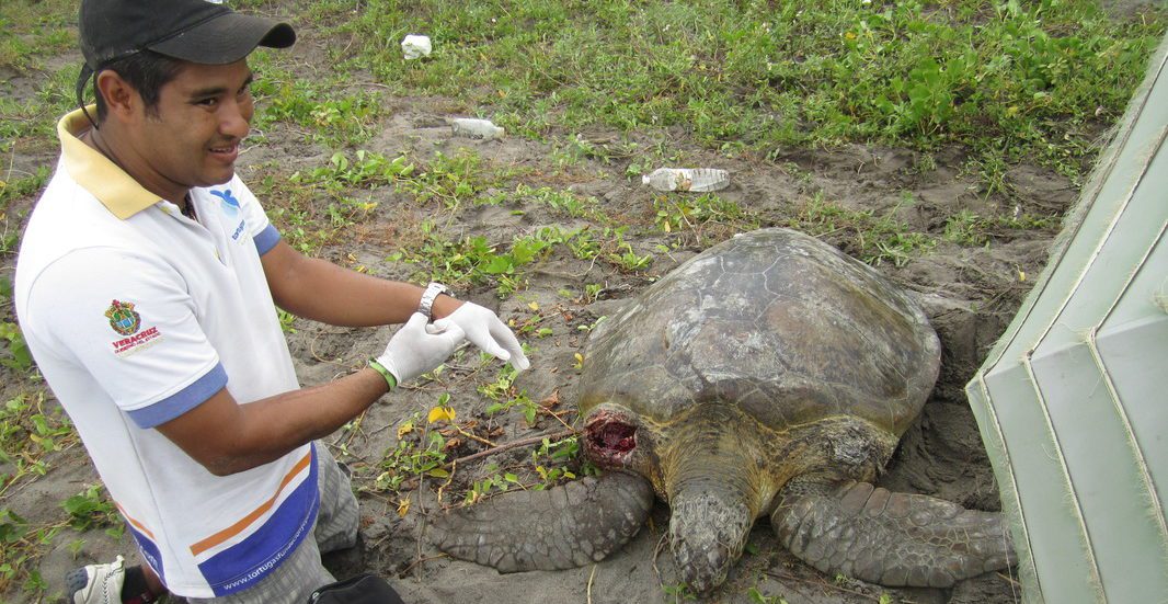 La historia de la familia que está salvando a las tortugas del Golfo de México