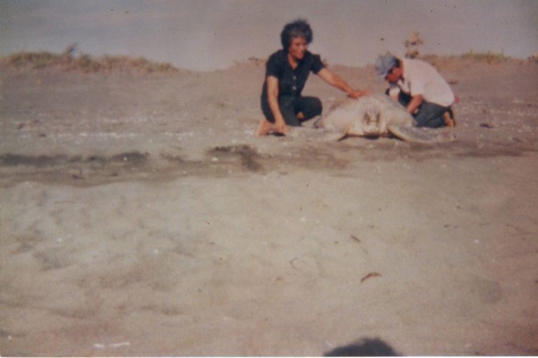 Doña Librada Gerón y don Marcelino Yépez en labores de protección de las tortugas. Foto: Cortesía Fundación Yepez.