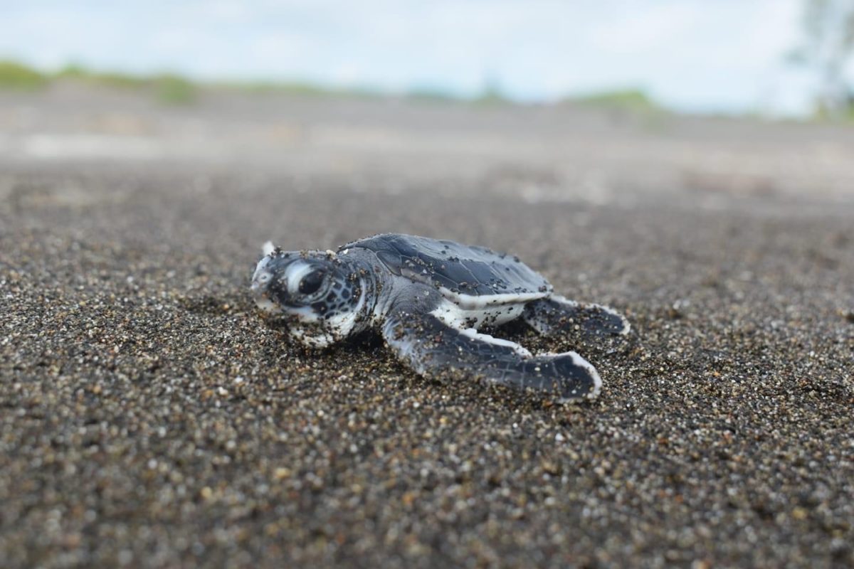 Una tortuga marina recién liberada camina buscando la marea. Foto: Cortesía Fundación Yépez.