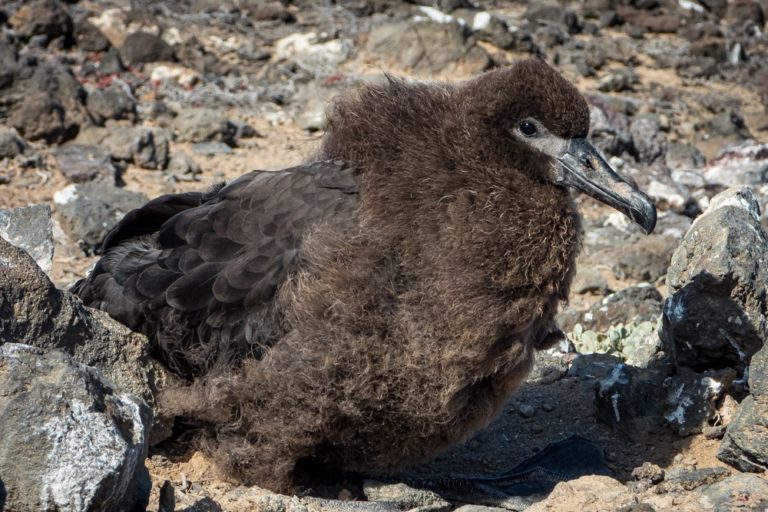 Volantón de albatros patas negras. Crédito: © GECI /J.A.Soriano