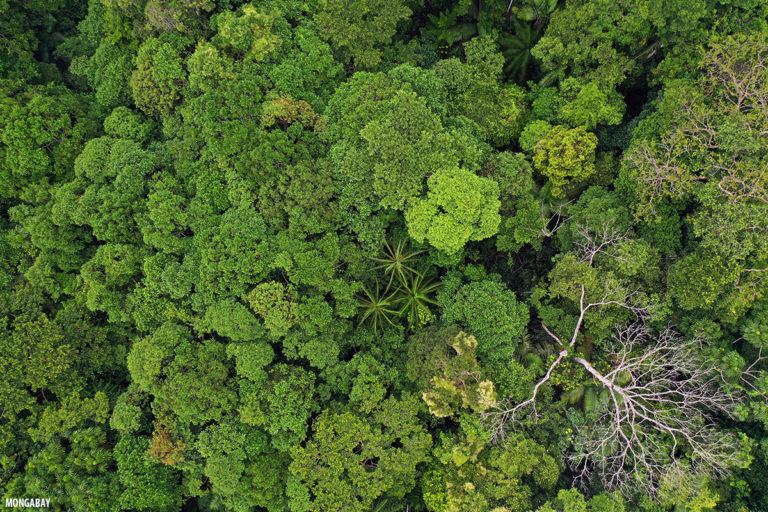 Amazonía colombiana. ©Rhett Butler