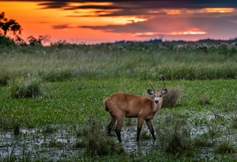Ciervo de los pantanos en Parque Iberá © Beth Wald – Fundación Rewilding Argentina