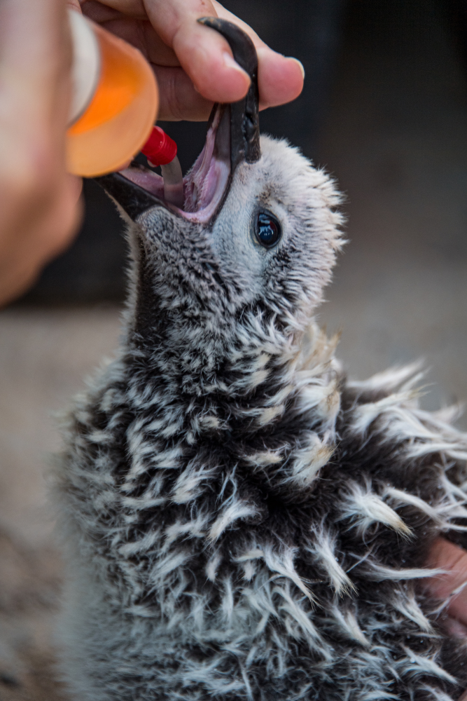 Alimentación de pollo de albatros patas negras. Crédito: © GECI /J.A. Soriano