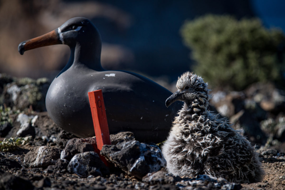 Cría de albatros patas negras (Phoebastria nigripes) con señuelo. Crédito: © GECI /J.A. Soriano