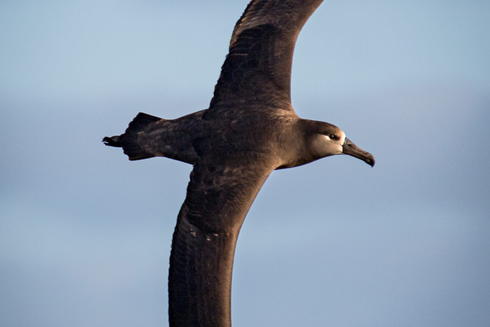 Albatros patas negras en el mar cercano a Isla Guadalupe. Crédito: © GECI / J.A. Soriano