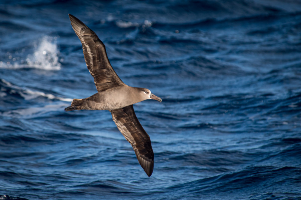 Albatros patas negras en el mar cercano a Isla Guadalupe. Crédito: © GECI / J.A. Soriano