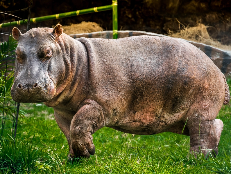 Los hipopótamos que trajo Pablo Escobar en la década de los 80 se han multiplicado y en ocasiones han sido vistos caminando por las calles de algunos pueblos. Foto: Fundación Zoológico Santa Cruz.