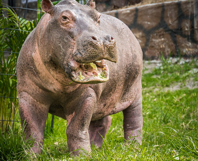 A pesar de su gran tamaño y peso, los hipopótamos son animales herbívoros. Foto: Fundación Zoológico Santa Cruz.