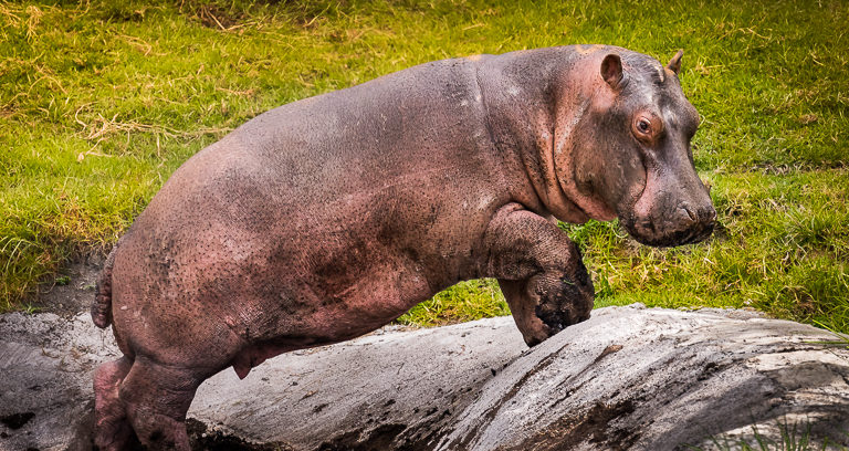 Se estima que en el Magdalena medio antioqueño hay entre 50 y 70 hipopótamos. Foto: Fundación Zoológico Santa Cruz.
