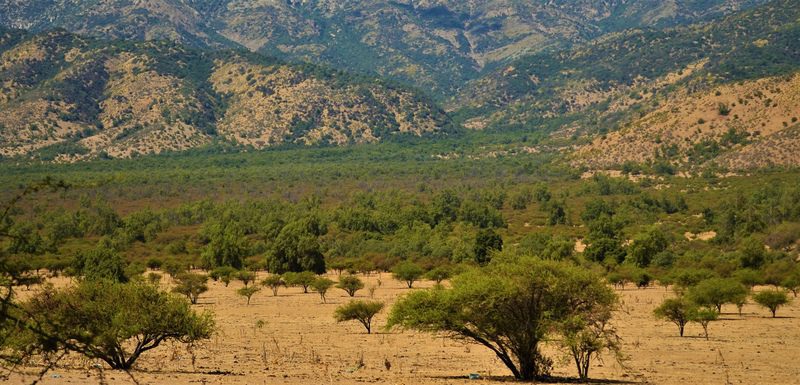 ¿Qué perdemos las personas cuando se secan los bosques?: La urgencia de levantar políticas públicas para la naturaleza