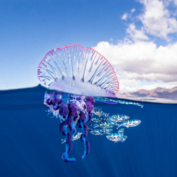 Fragata portuguesa: ¿quién es la “falsa medusa” y por qué llega a las costas de Chile en verano?