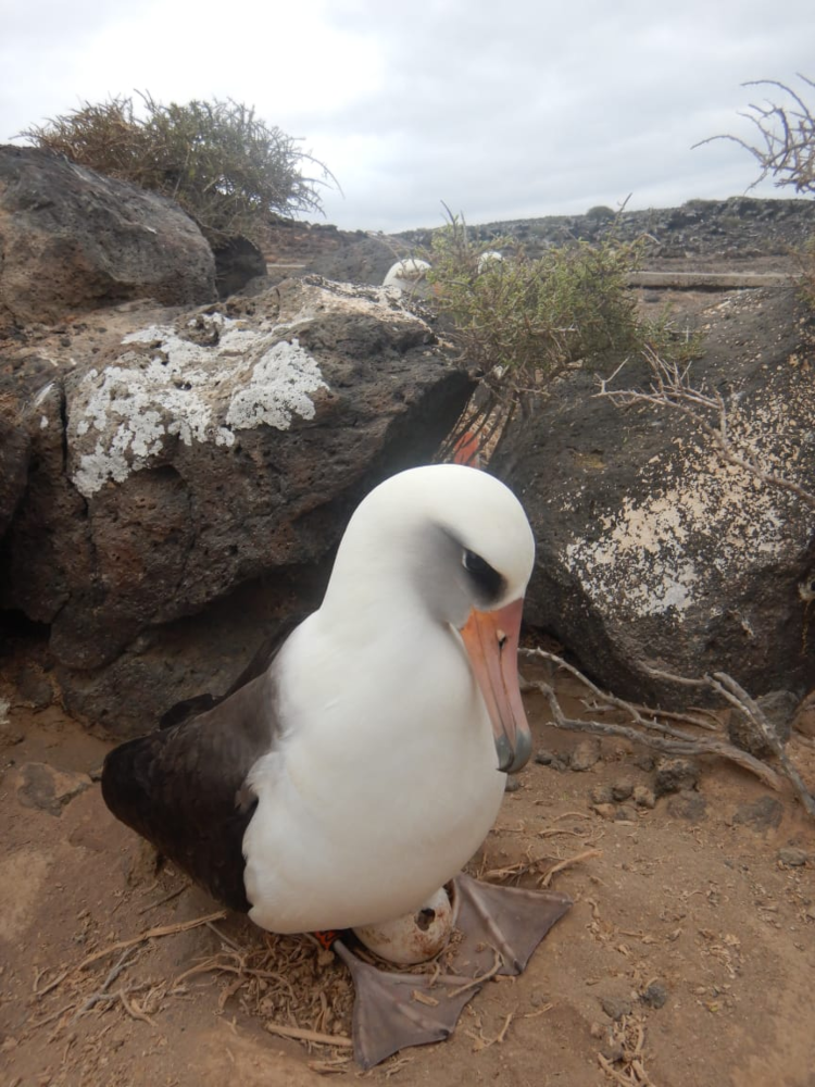 Eclosión de huevo de albatros patas negras (Phoebastria nigripes) y albatros de Laysan (Phoebastria immutabilis) como padre/madre adoptivo. Crédito: © GECI /Ariana Duarte