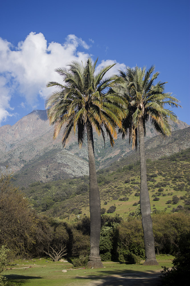 Palma chilena (Jubaea chilensis) en Parque Nacional La Campana ©Sebastián Cordero Reyes