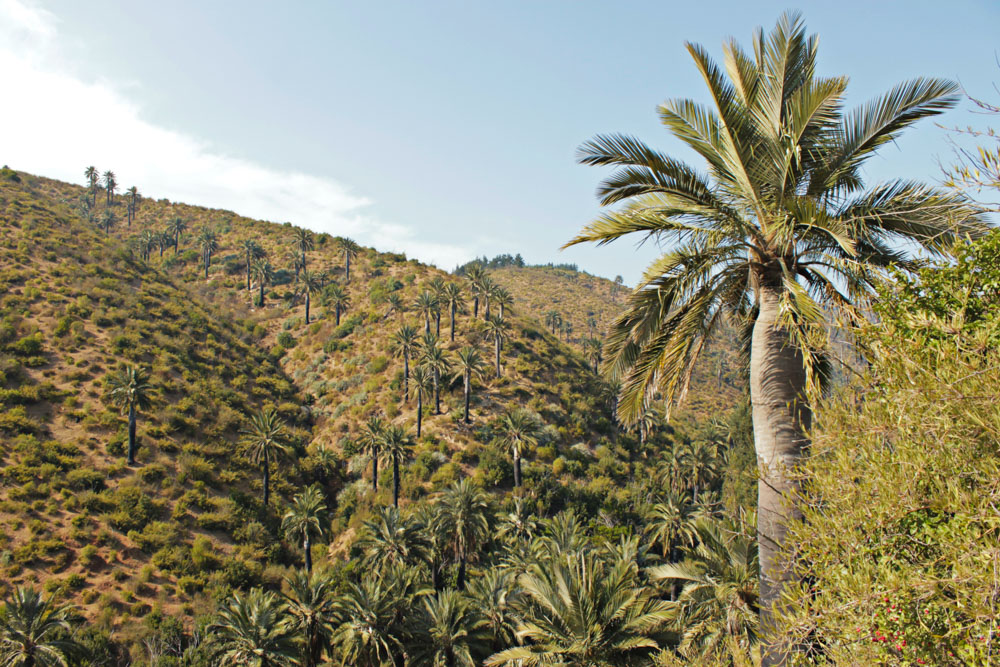 Palma chilena: una sobreviviente de los antiguos bosques tropicales que busca ser protegida