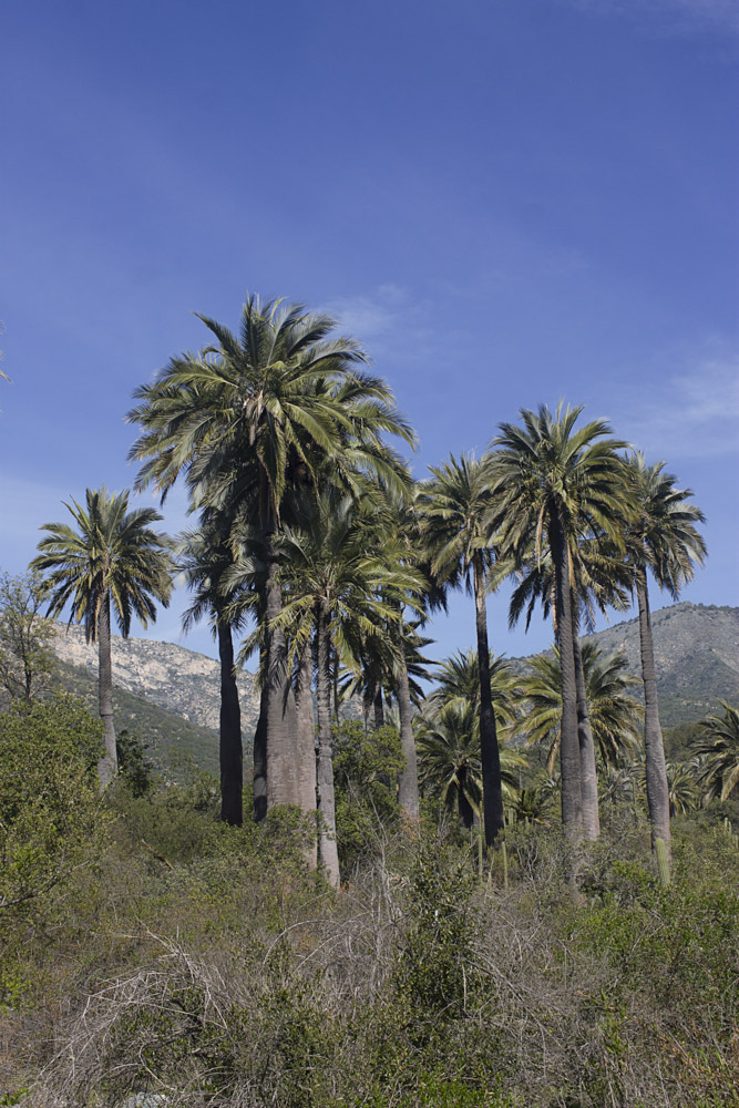 La Urgencia De Salvar A La Palma Chilena Especie Estar a en Peligro 
