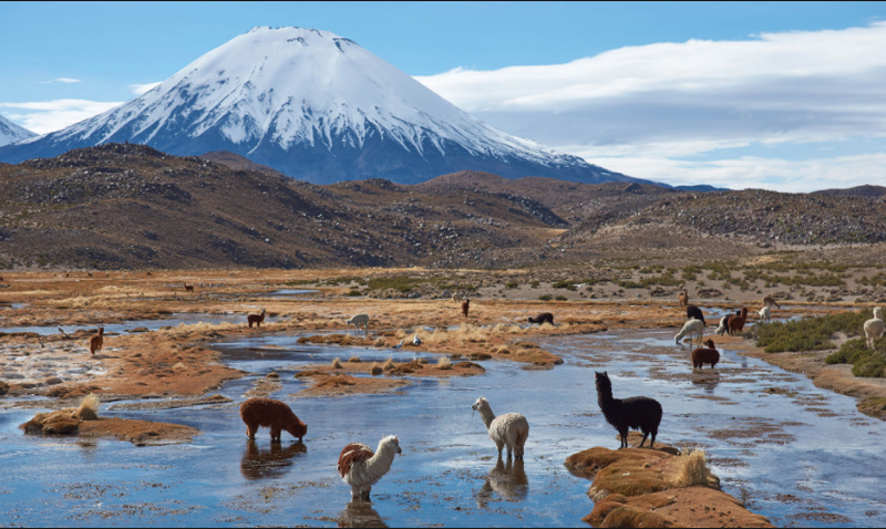 Reserva Nacional Las Vicuñas, flamencos Créditos: ©Laruta5.cl