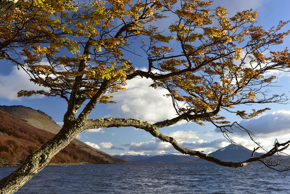 Tierra del Fuego en otoño ©Guy Wenborne (11)
