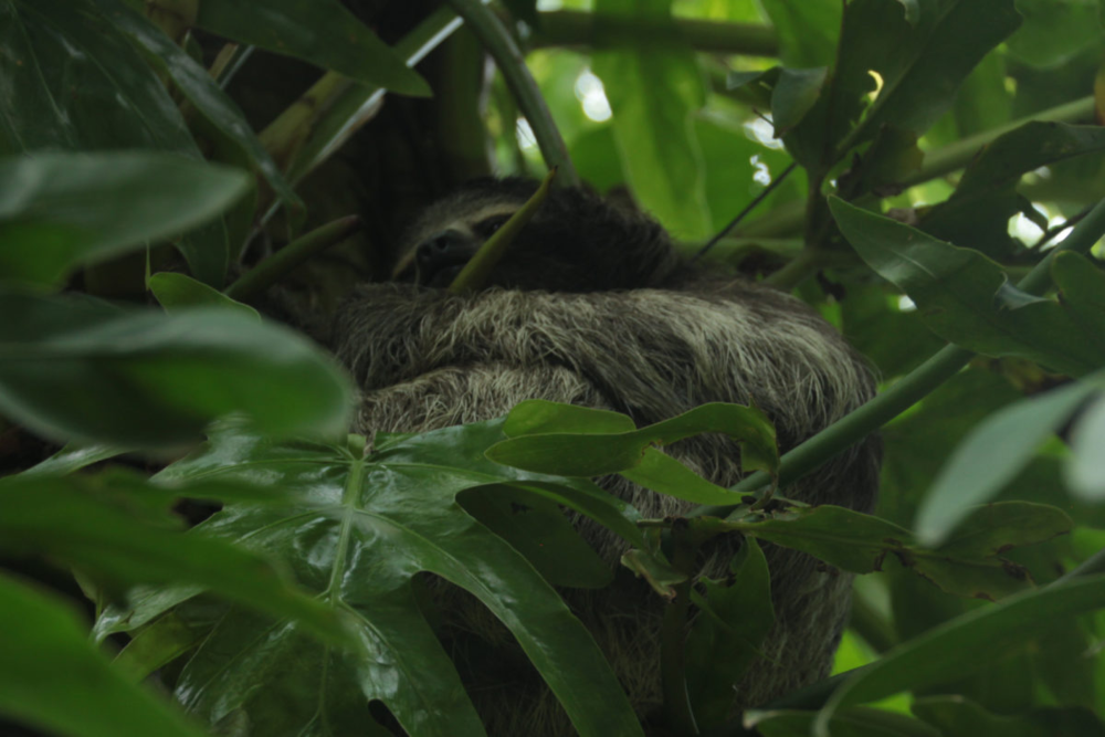 Mango es un perezoso joven que vive en la jungla delante de la sede de The Sloth Conservation Foundation. Duerme en la rama de un árbol de Guarumo, a dos metros y medio de altura, camuflado en la vegetación. Foto: Mónica Pelliccia.